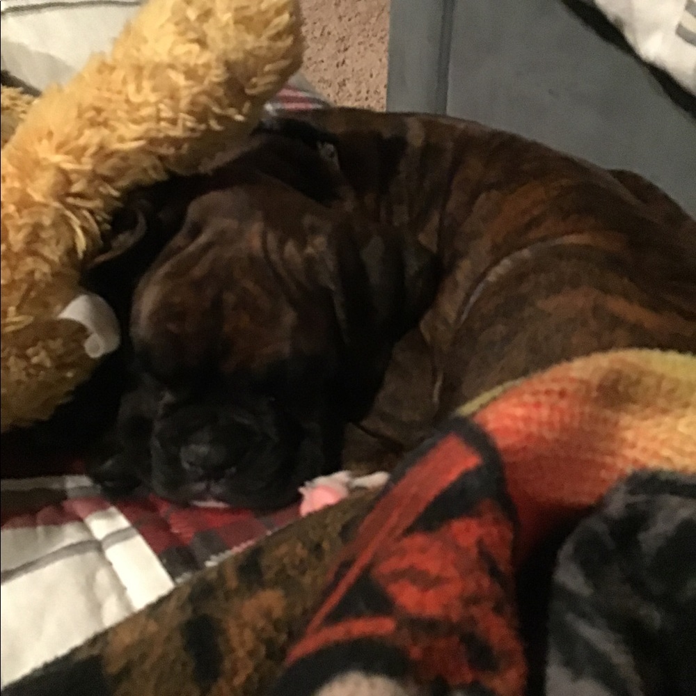 Meet your Posher, Maddie